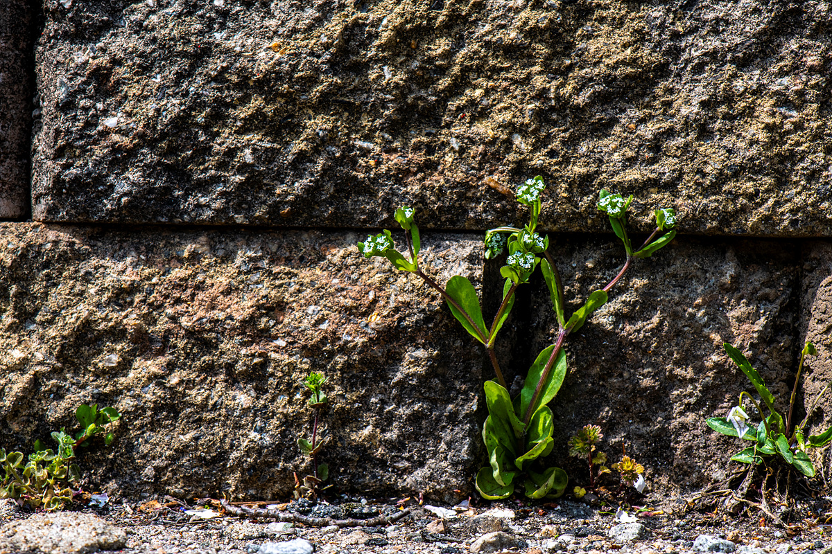 _DSC3936a.jpg