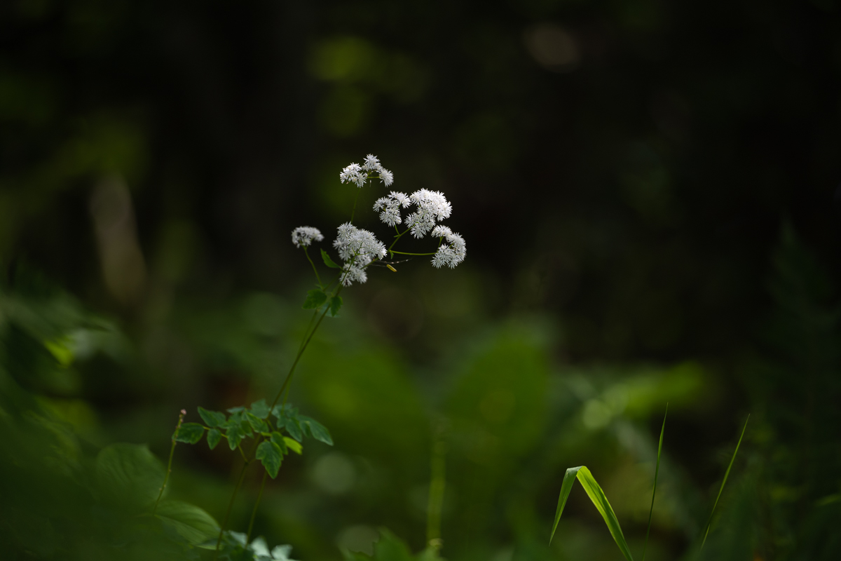 DSC_5483.jpg