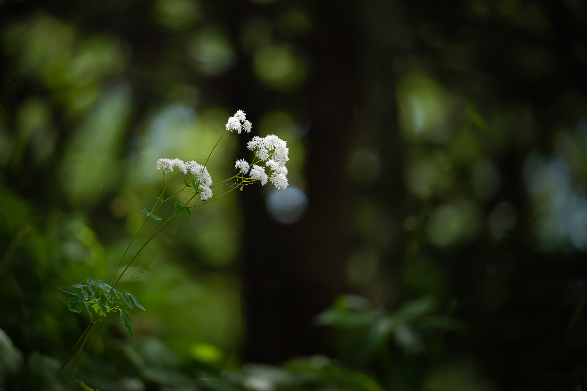 DSC_5478.jpg