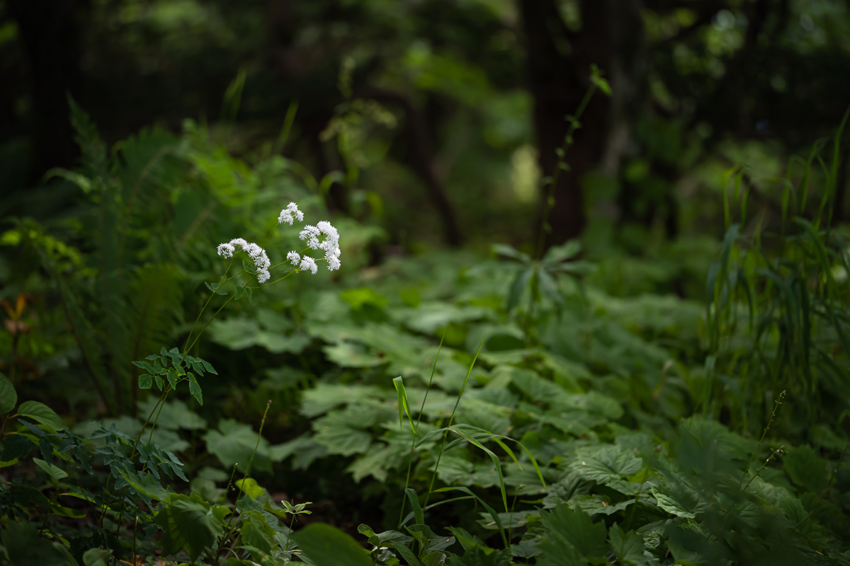 DSC_5460.jpg