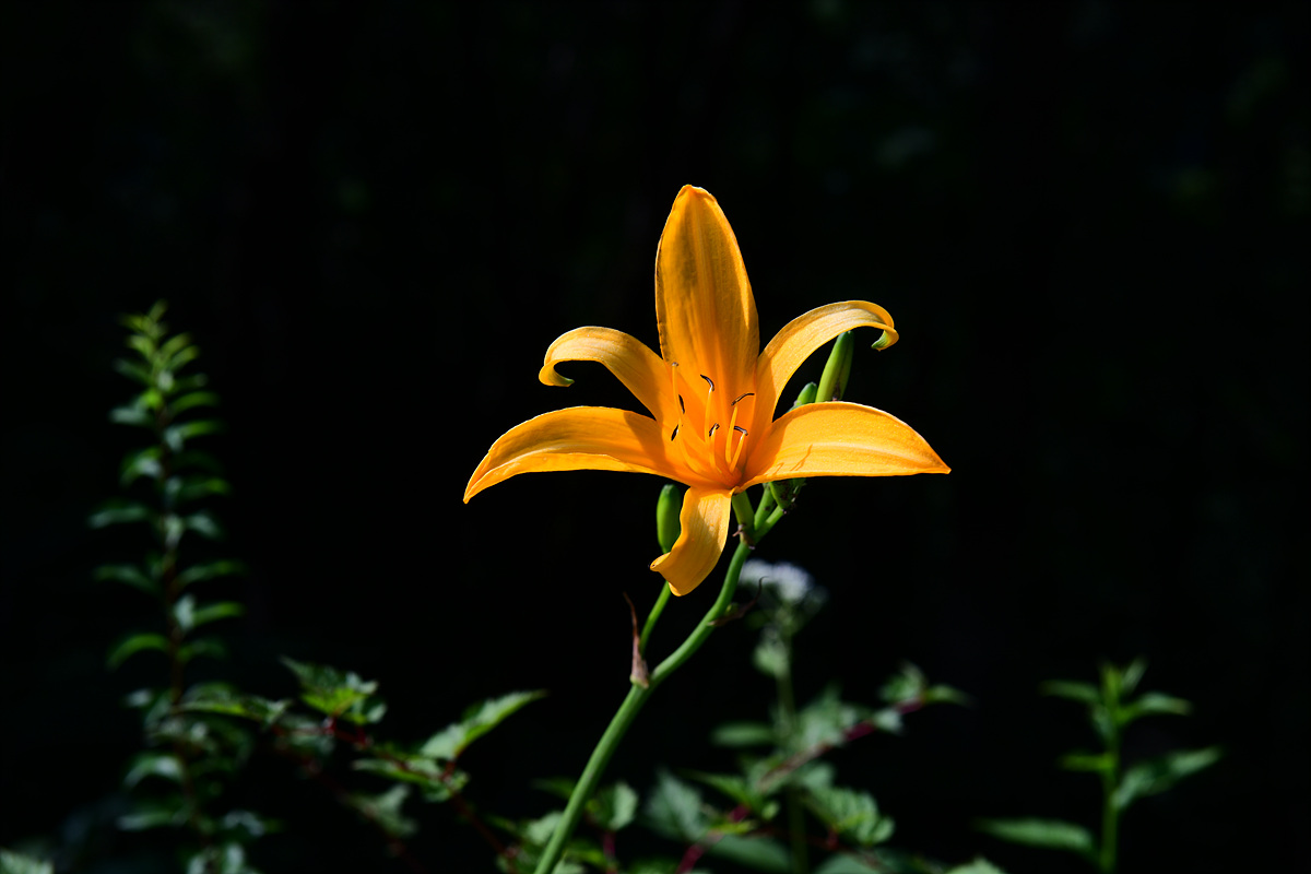 DSC_0657.jpg