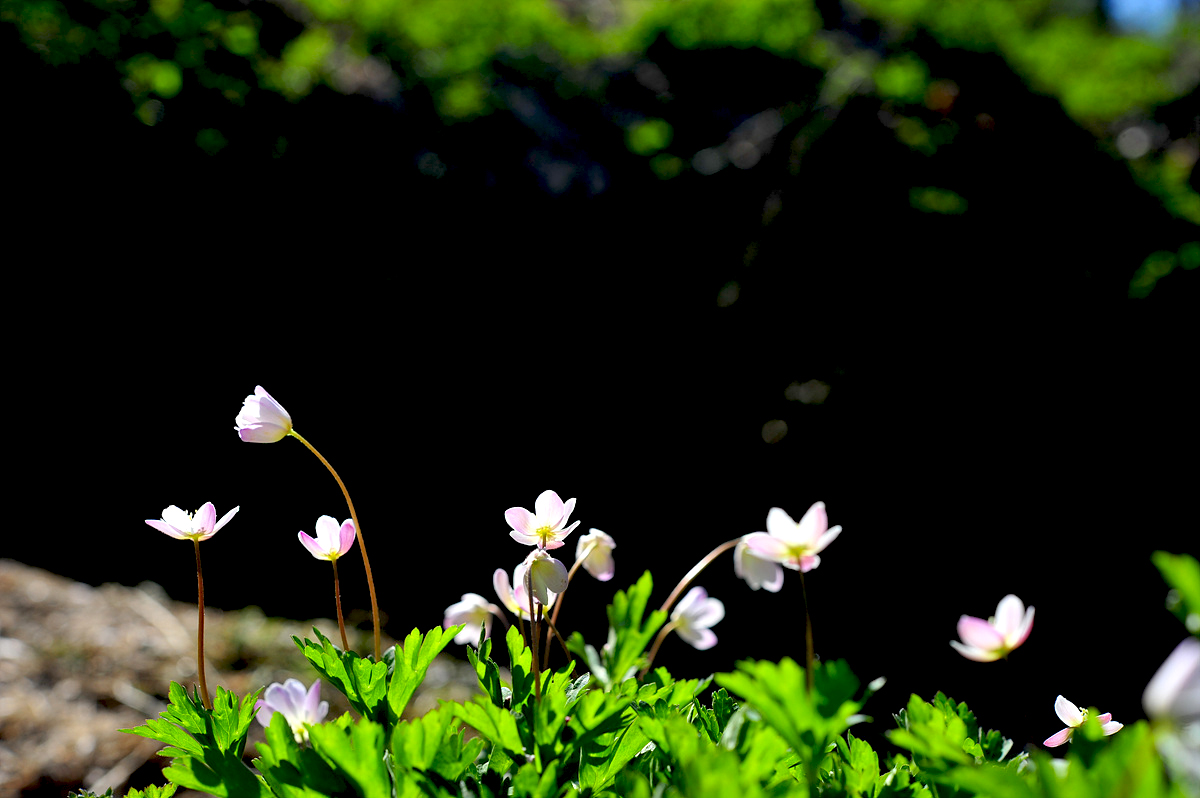 DSC_3301s.jpg