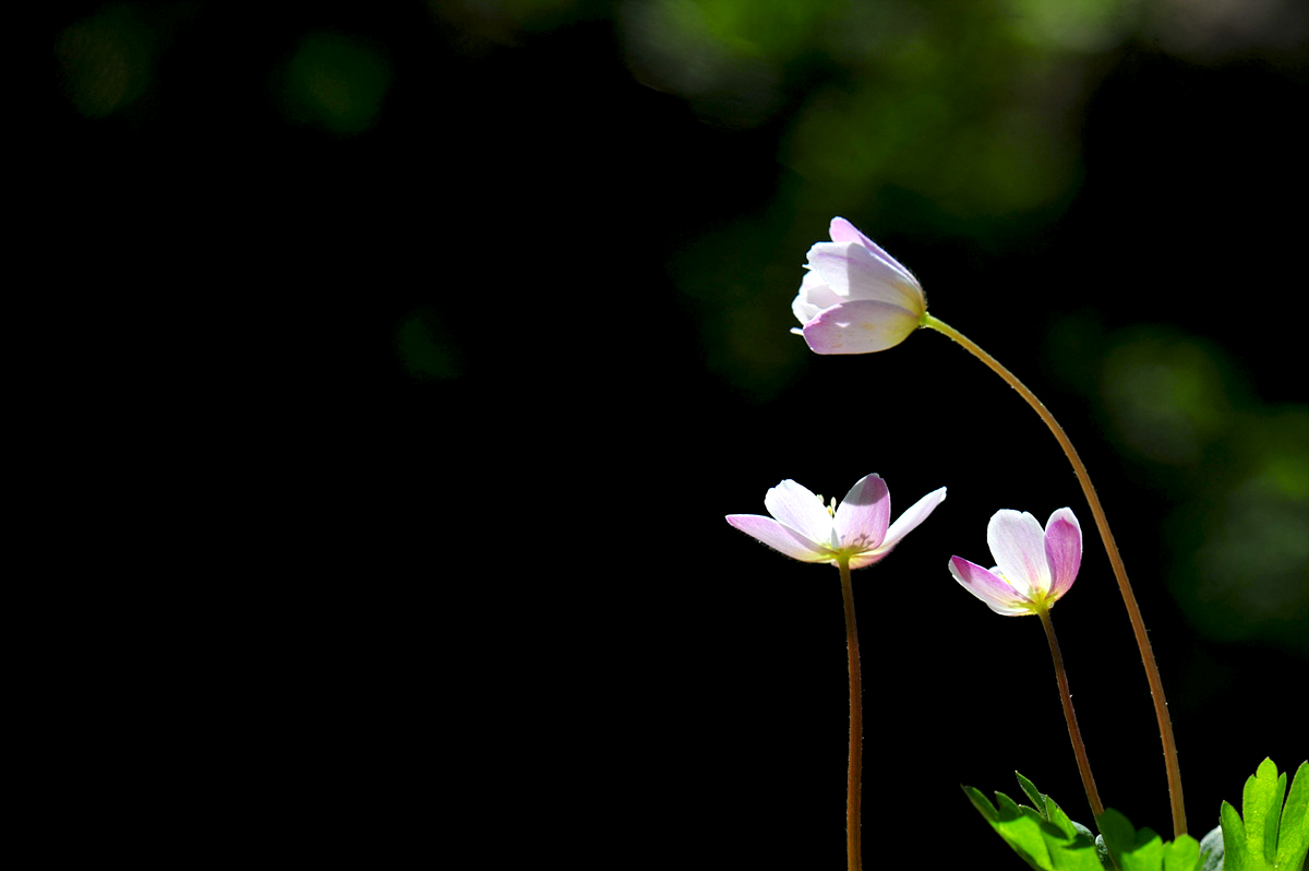 DSC_3156s.jpg