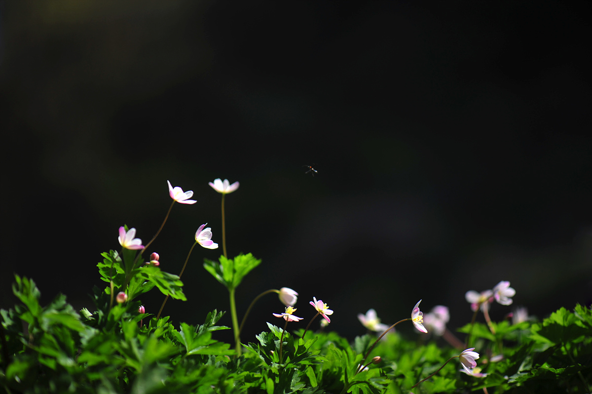 DSC_3113s.jpg