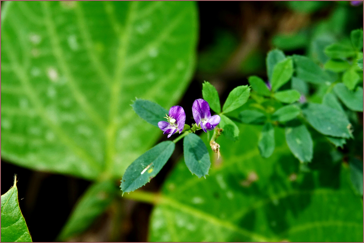 DSC02922자주개자리.jpg
