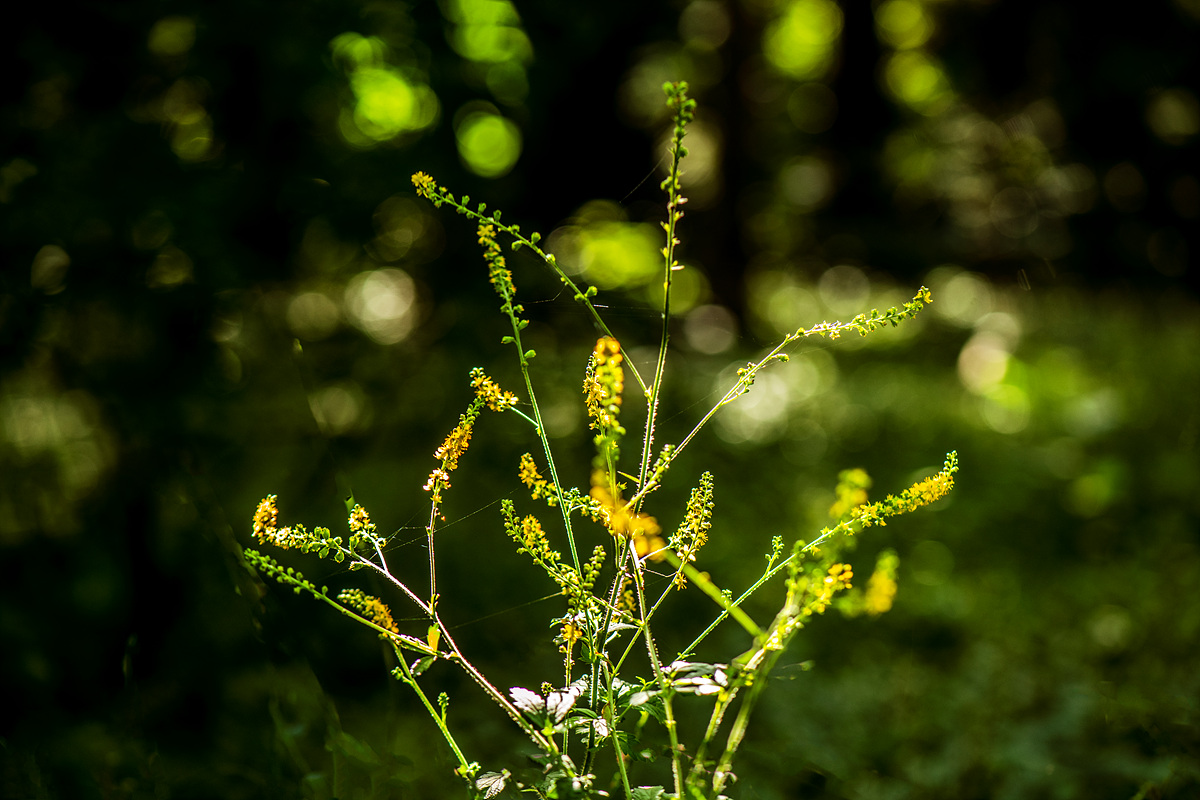 DSC_5320sss.jpg