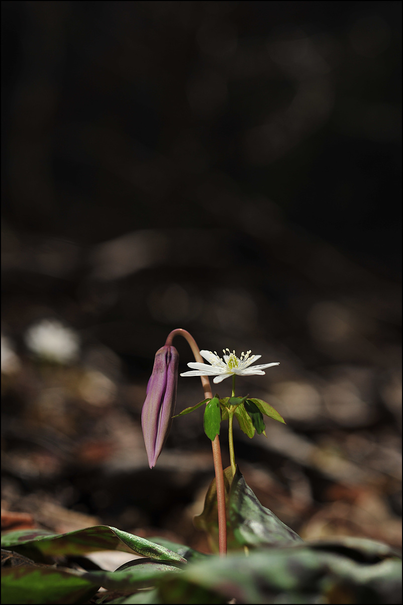 DSC_7945.jpg