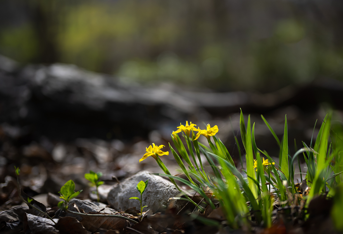 DSC_2095.jpg