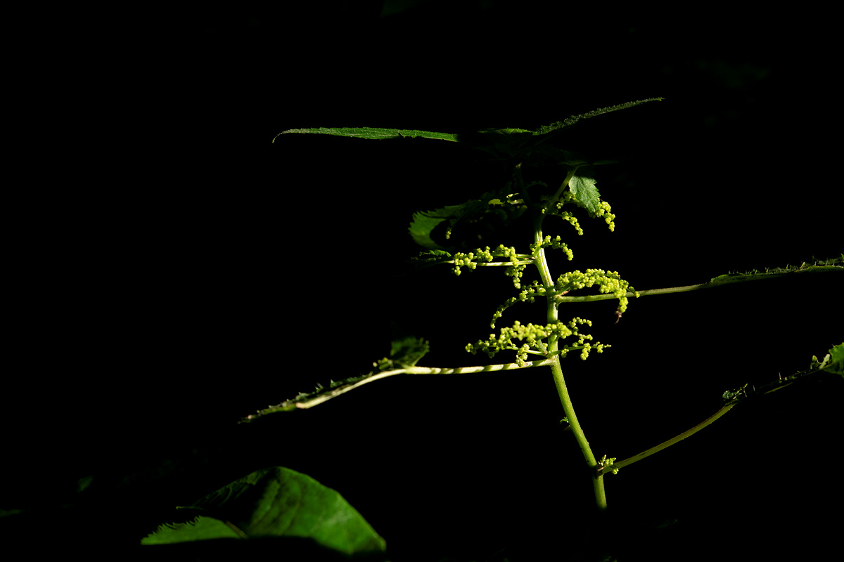 DSC_3487aaa.jpg