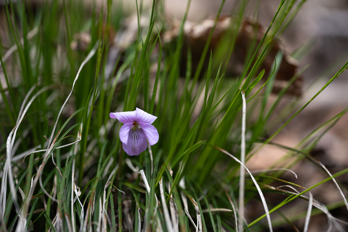 DSC_9748.jpg