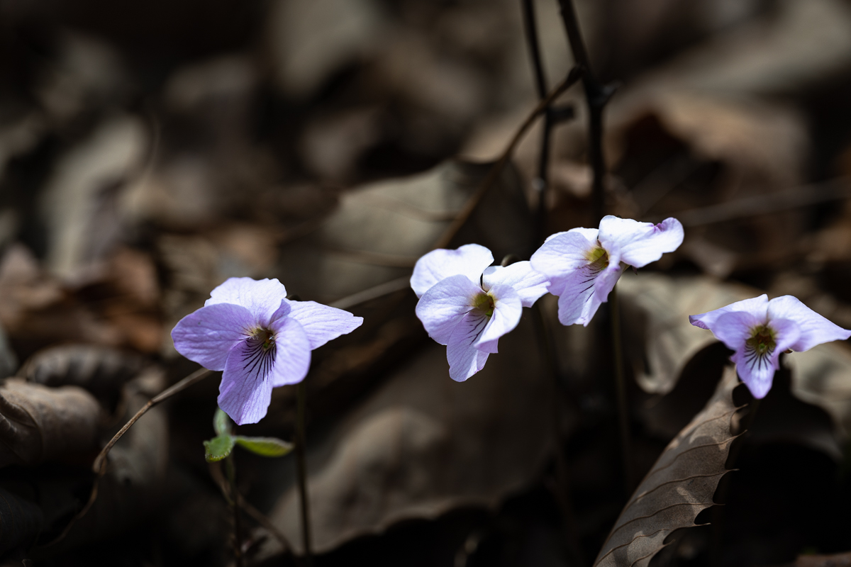 DSC_9792.jpg