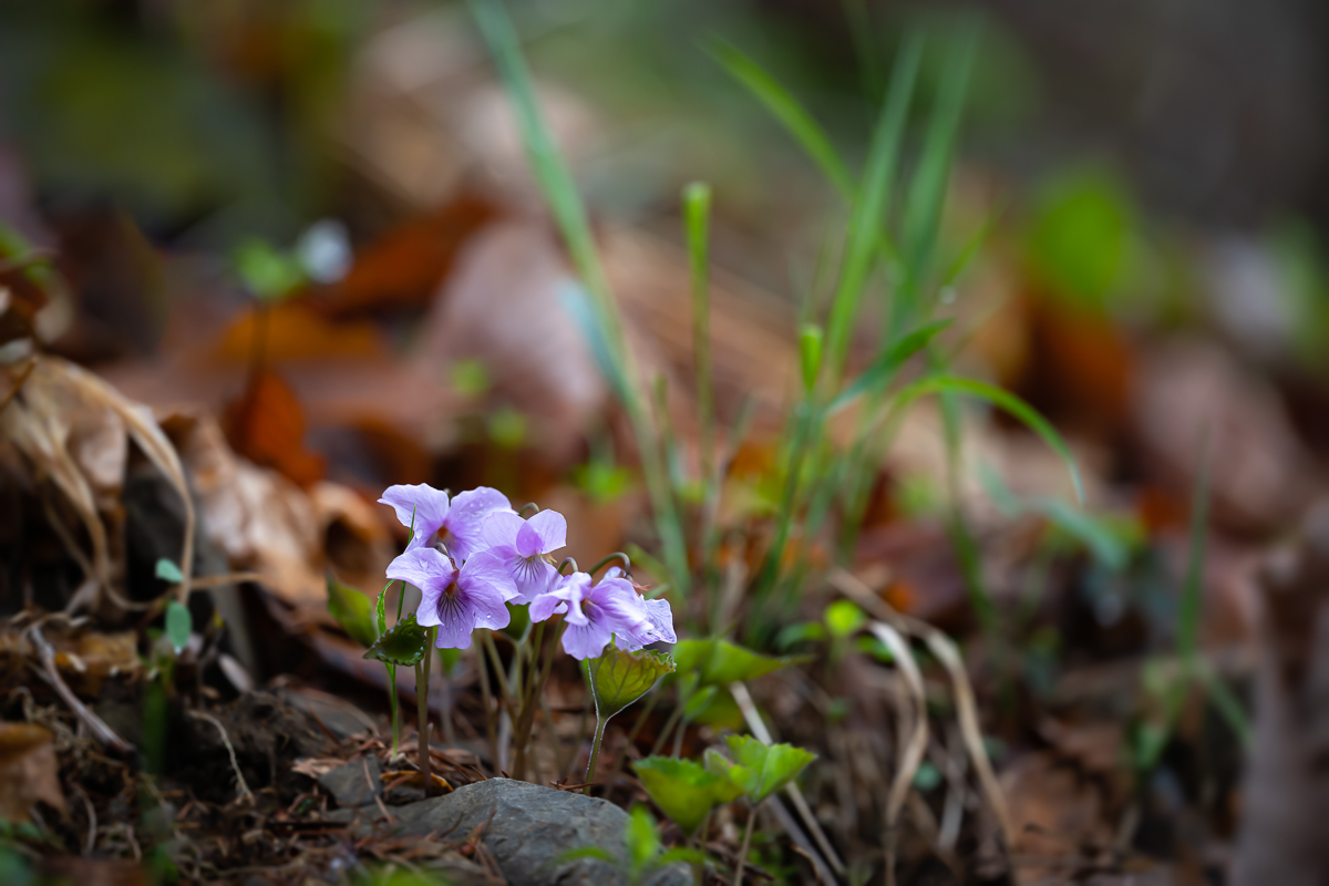 DSC_0692.jpg