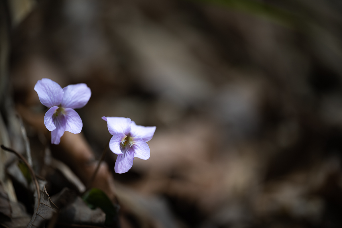 DSC_9787.jpg