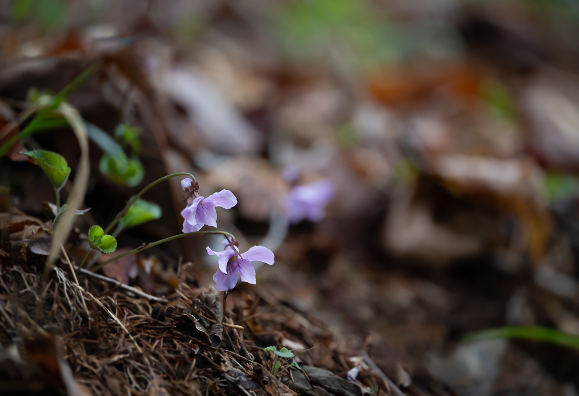 DSC_0694.jpg