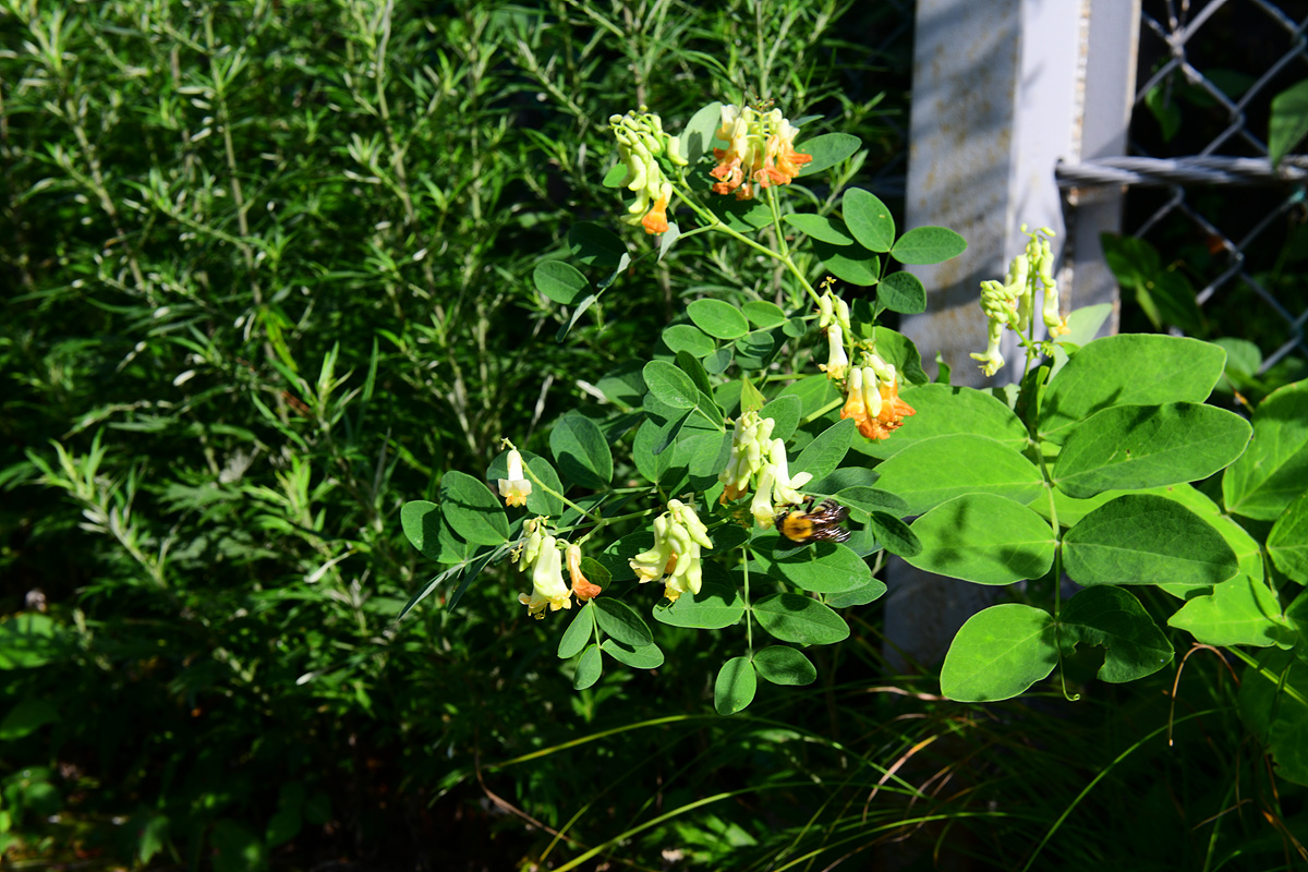 DSC_0729.jpg