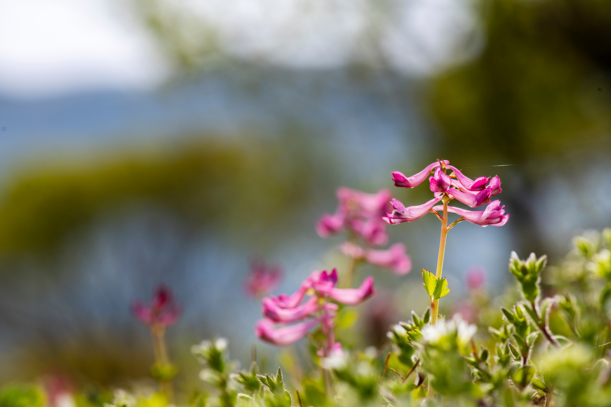 _DSC3956a.jpg