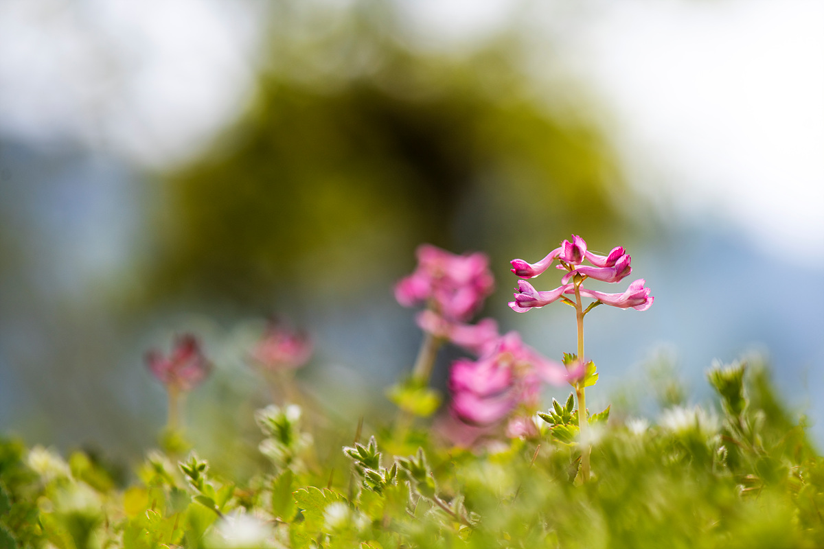 _DSC3967a.jpg