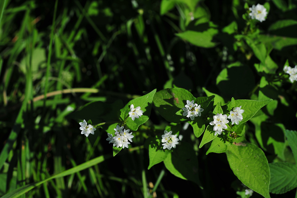 DSC_8101.jpg