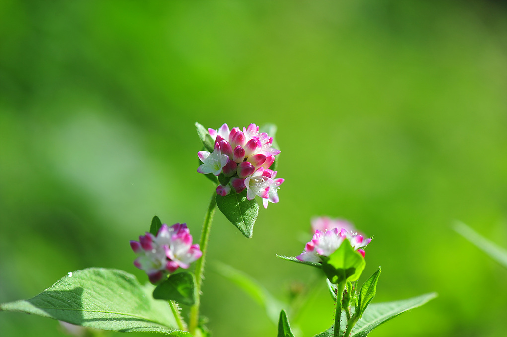 DSC_8021.jpg