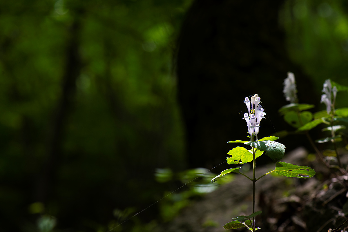 _DSC6318aa.jpg
