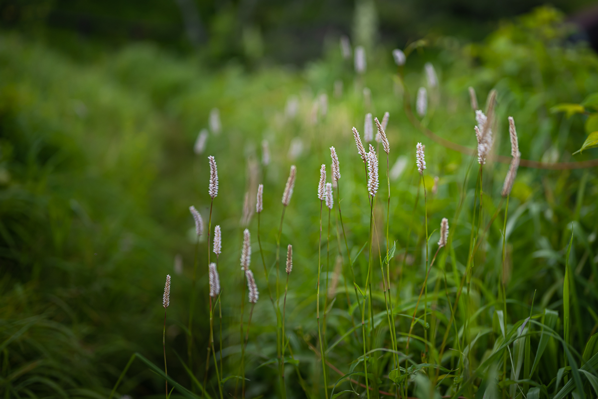 DSC_3083.jpg