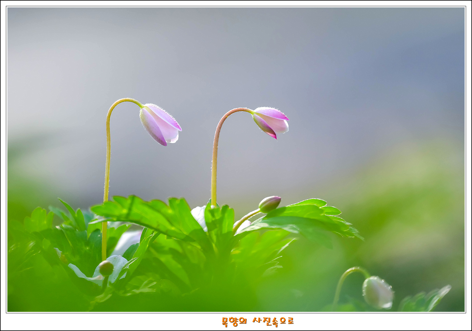남바람꽃3.jpg