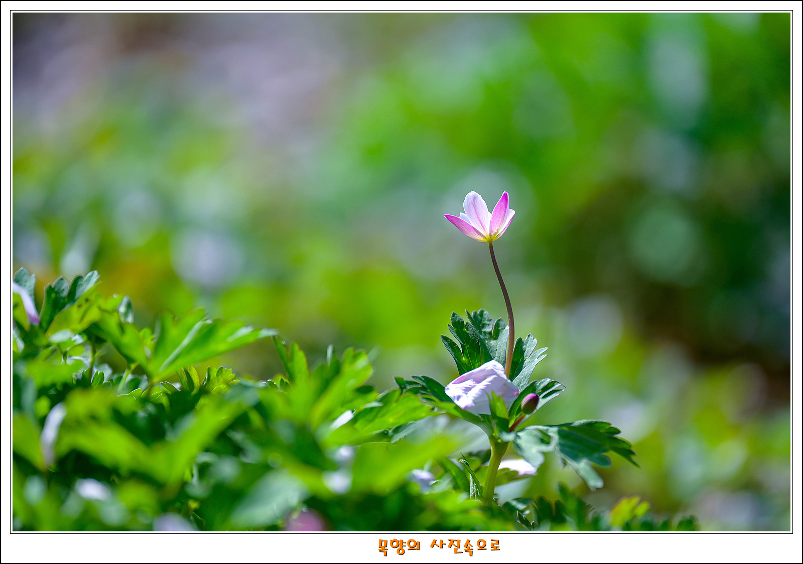 남바람꽃6.jpg