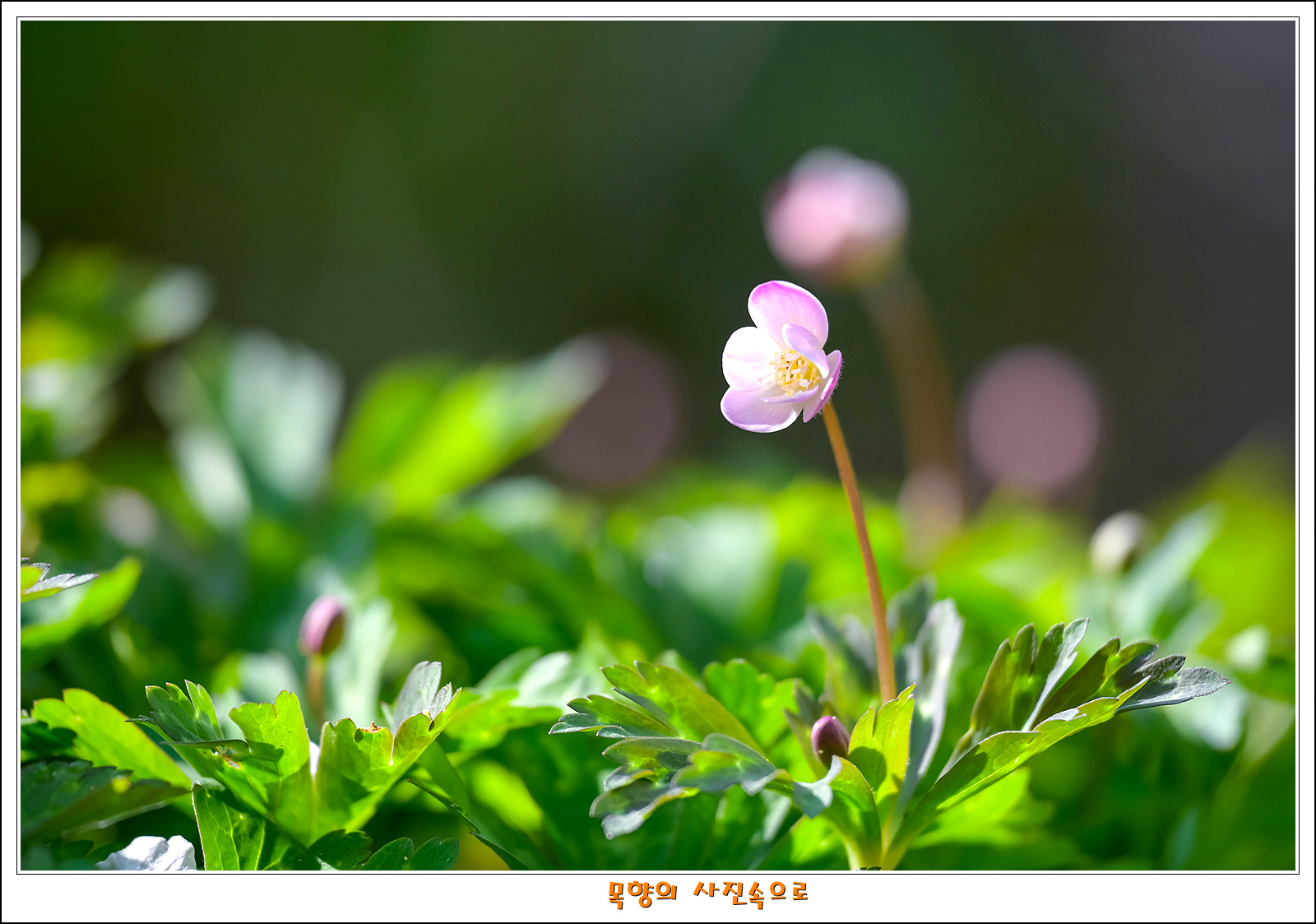 남바람꽃10.jpg