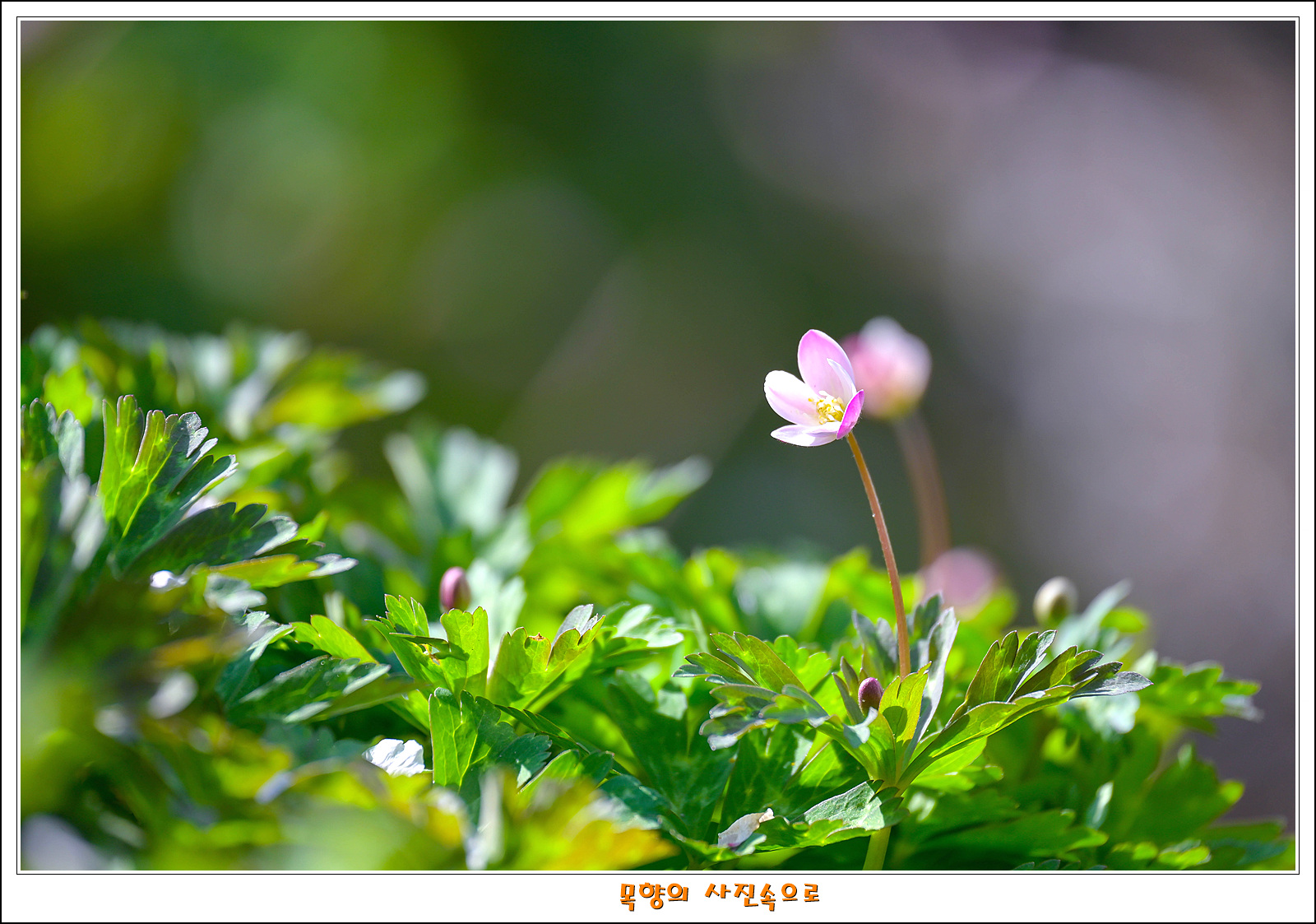 남바람꽃5.jpg