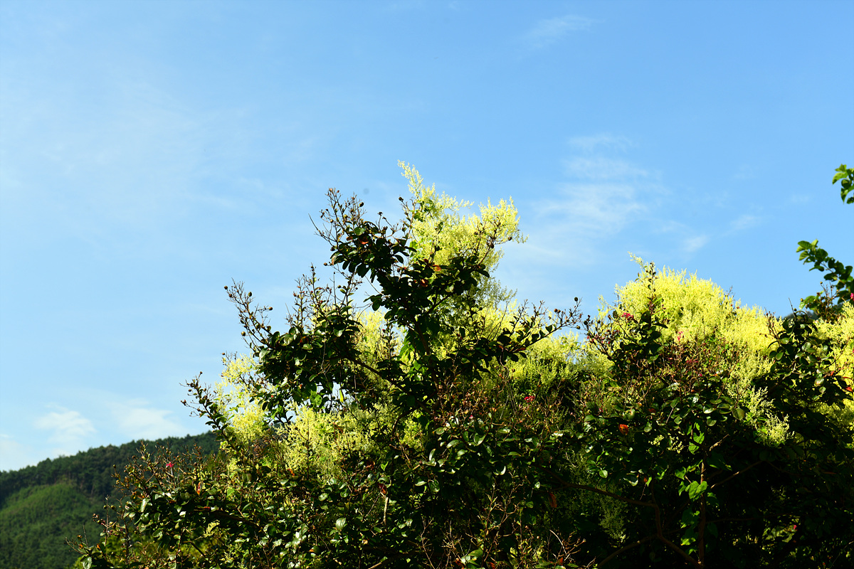 DSC_8352.jpg