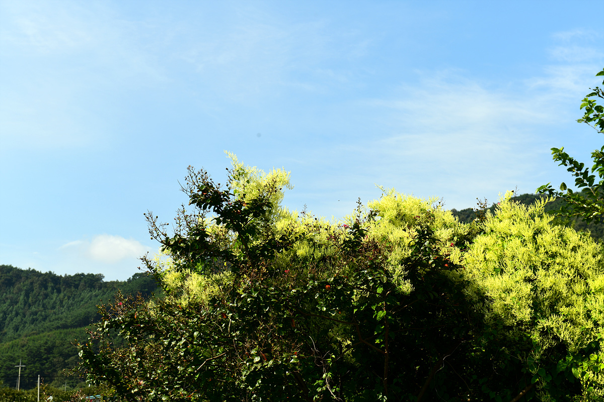DSC_8351.jpg