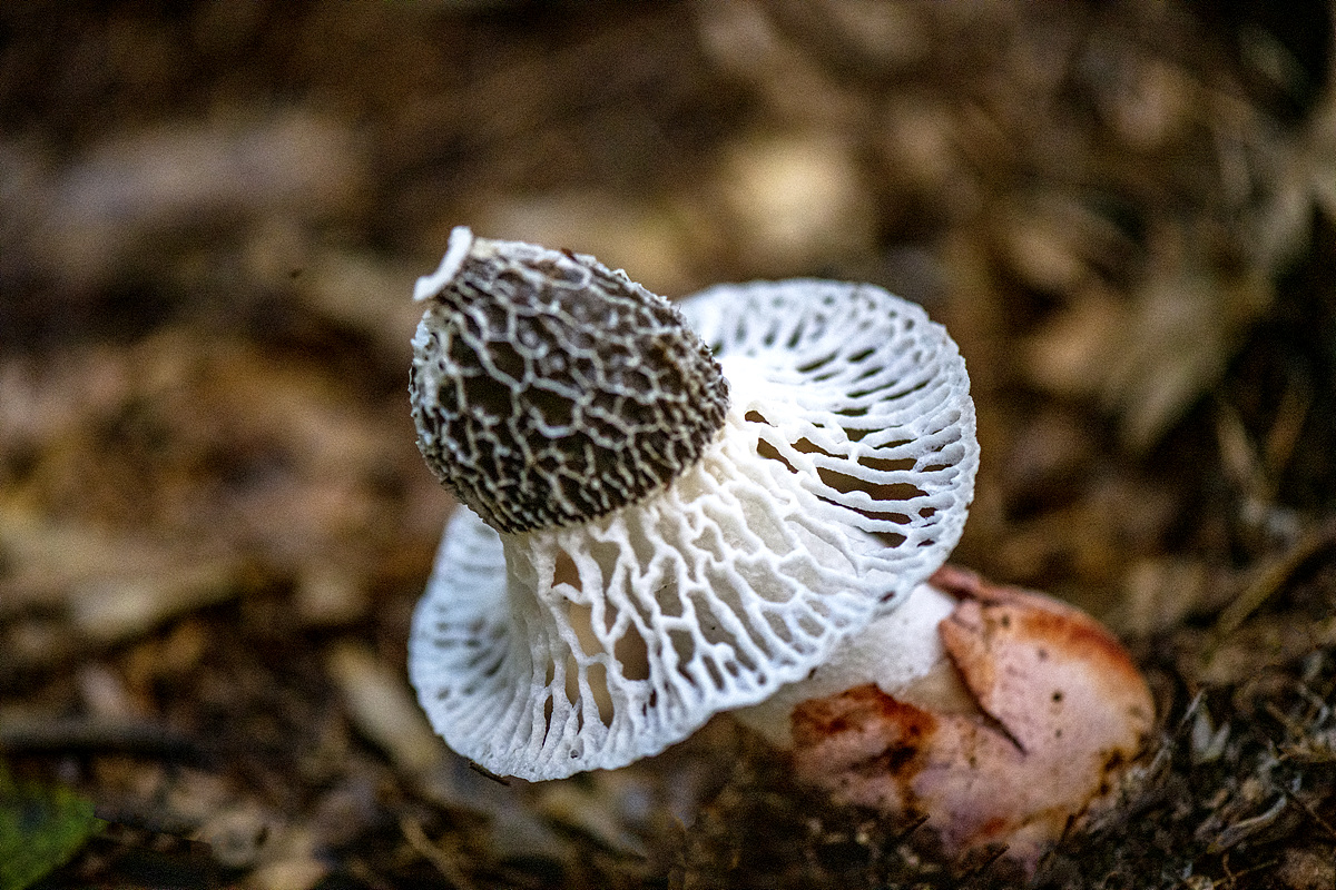 DSC_5100.jpg