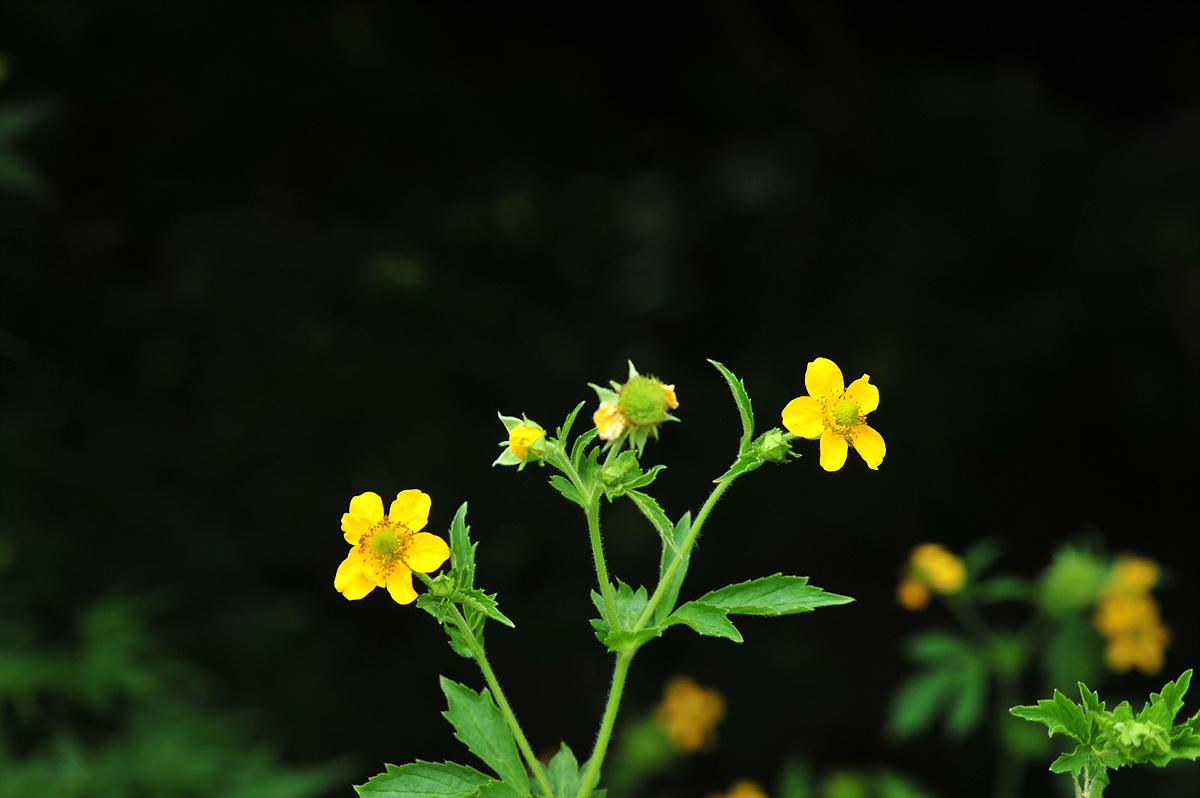 DSC_4655.jpg
