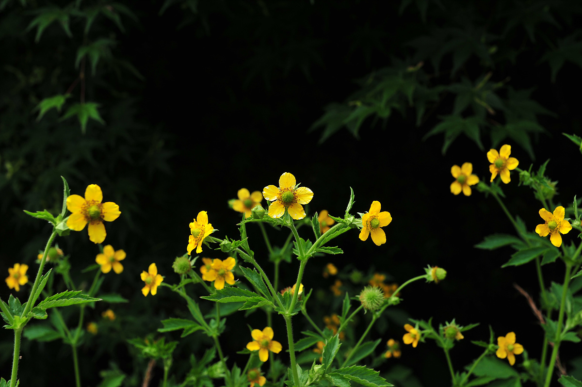 DSC_4506.jpg