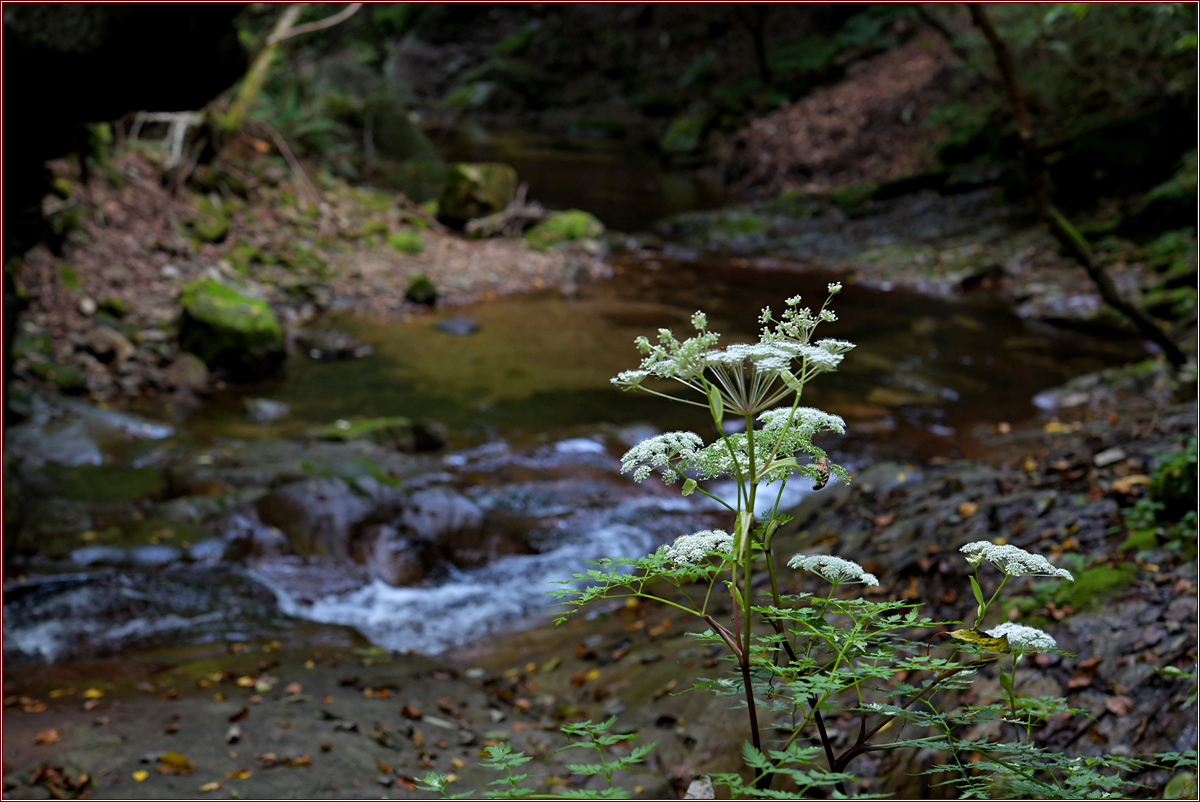 DSC_6405.jpg