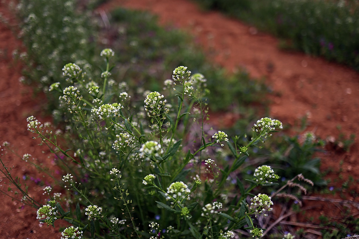 25-04-12 (105)-1.JPG