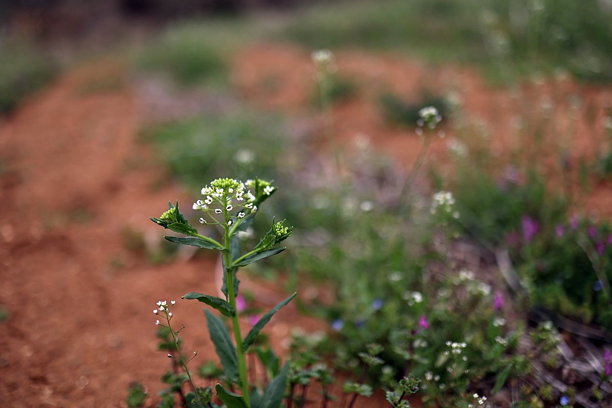 25-04-12 (103)-1.JPG