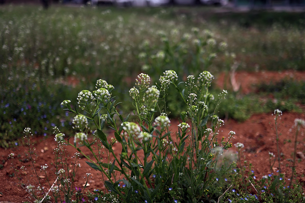 25-04-12 (111)-1.JPG