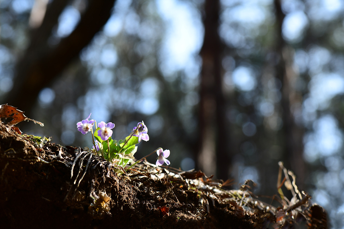 DSC_5756ccc.jpg