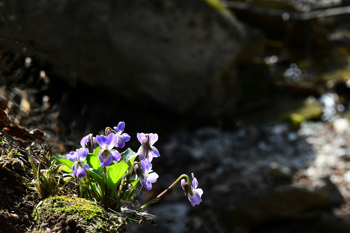 DSC_5731sss.jpg