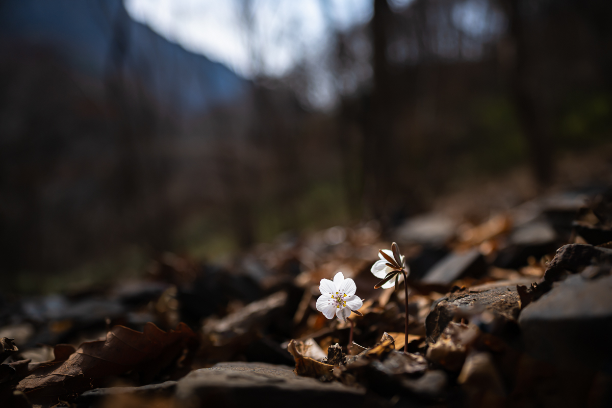 DSC_6959.jpg