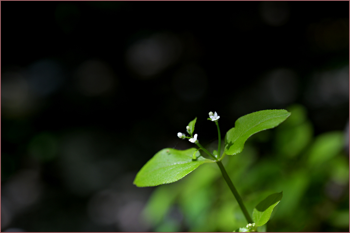 DSC_2288.jpg