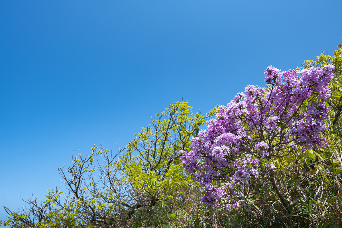 DSC_2049.jpg