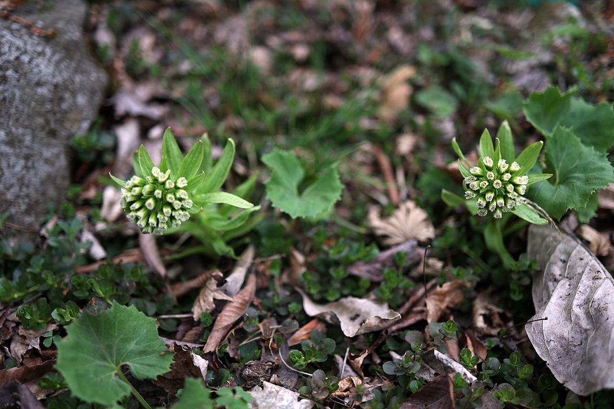 25-04-12 (236)-1.JPG