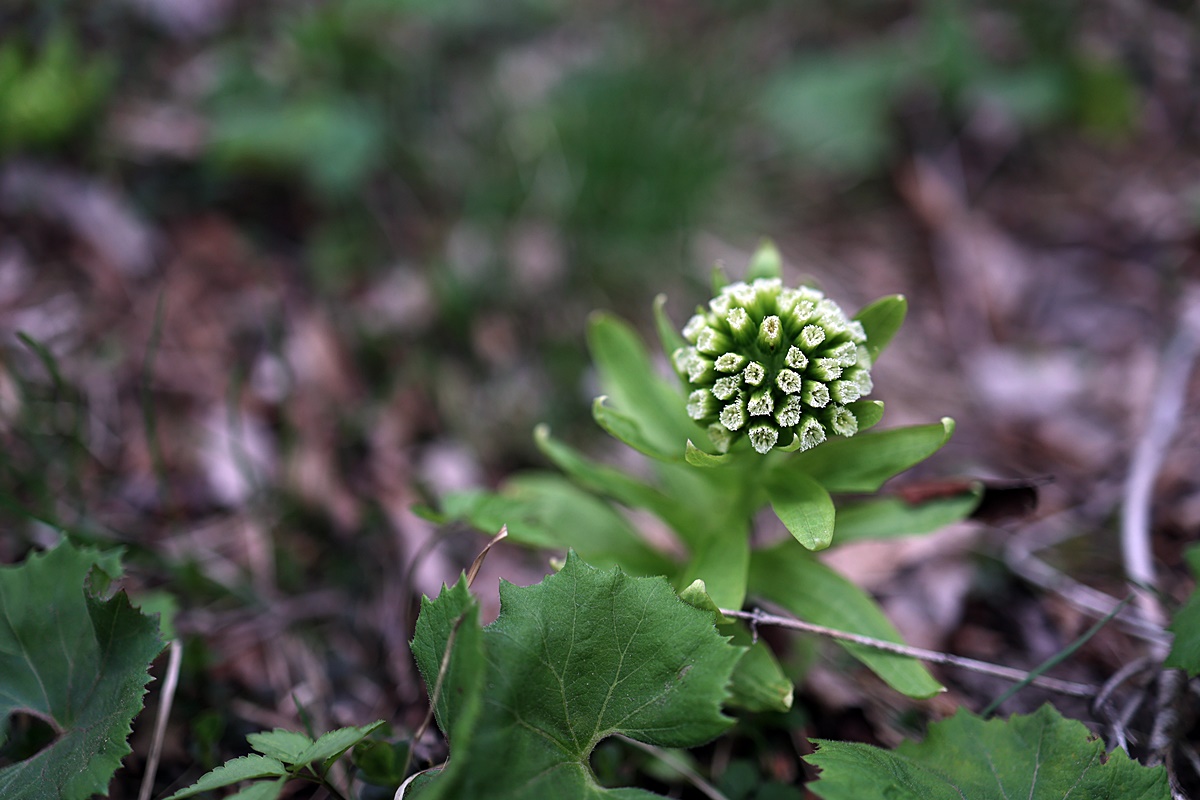 25-04-12 (232)-1.JPG