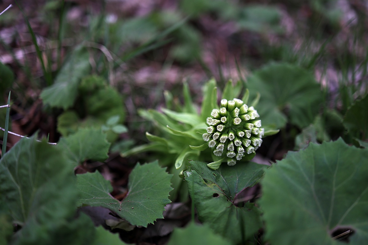 25-04-12 (234)-1.JPG