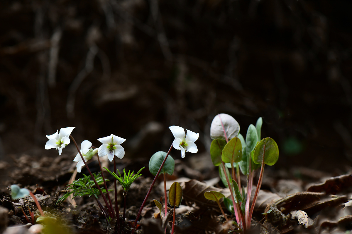 DSC_5513cc.jpg