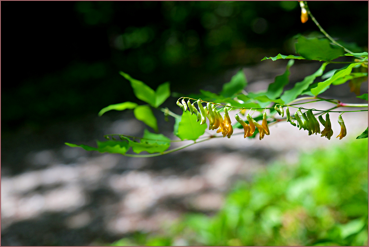 DSC_2279노랑갈퀴.jpg