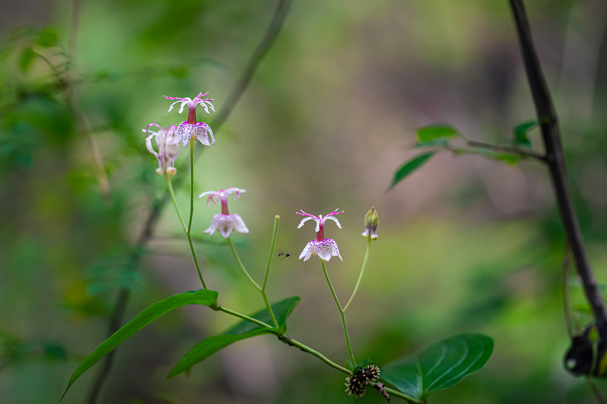 DSC_9864.jpg