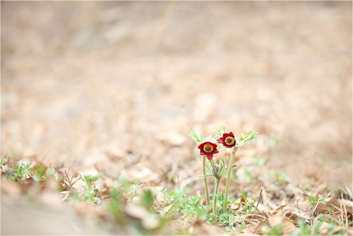 IMG_8749a.jpg